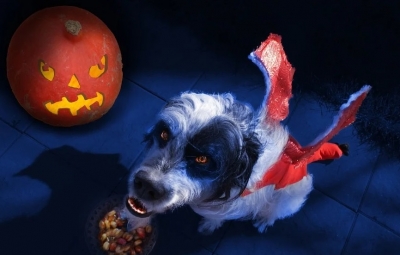 Prepare Your Dog for Halloween